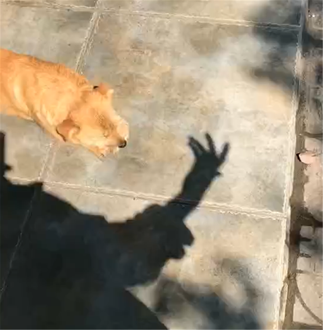 田园犬趴地上打盹儿，主人用影子逗狗，狗：啥玩意弹了我一下……