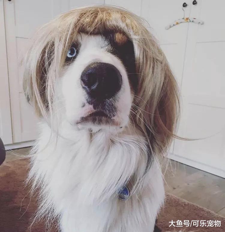 铲屎官给宠物狗戴假发，只不过看上去像“杀马特”，狗子一脸茫然