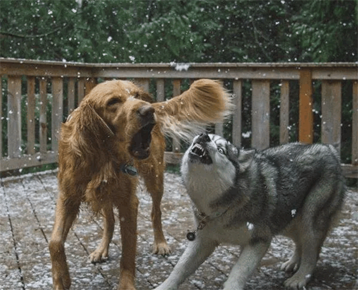 主人本想让金毛来引导二哈，结果却多了一只“二哈”，网友笑喷！