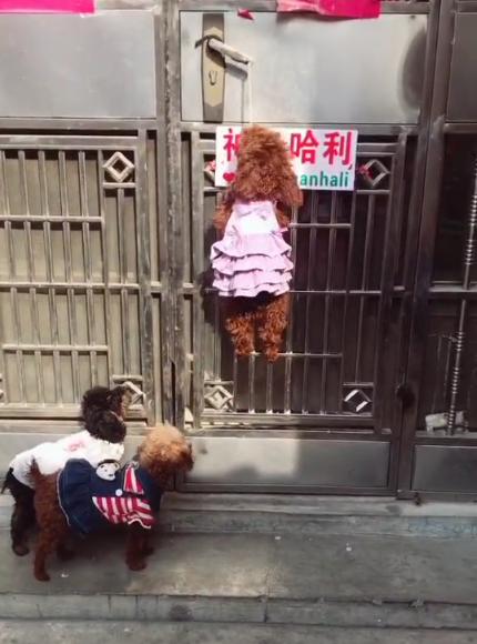 这几个小贼狗分工合作，团结默契，开门关门流水作业呀！