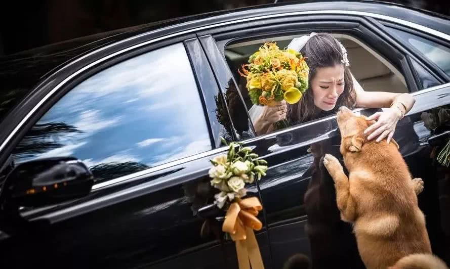 主人出嫁，狗子舍不得，它选择这样做，看哭！