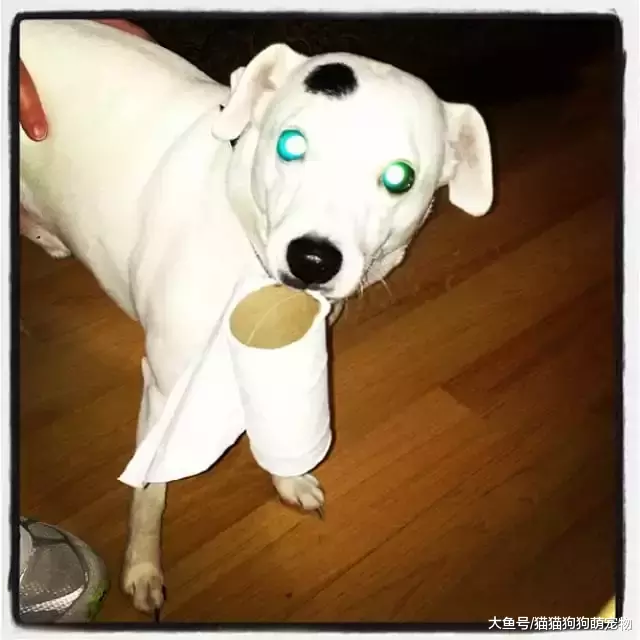 惡作劇的汪星人，看了以后你還想養狗嗎？