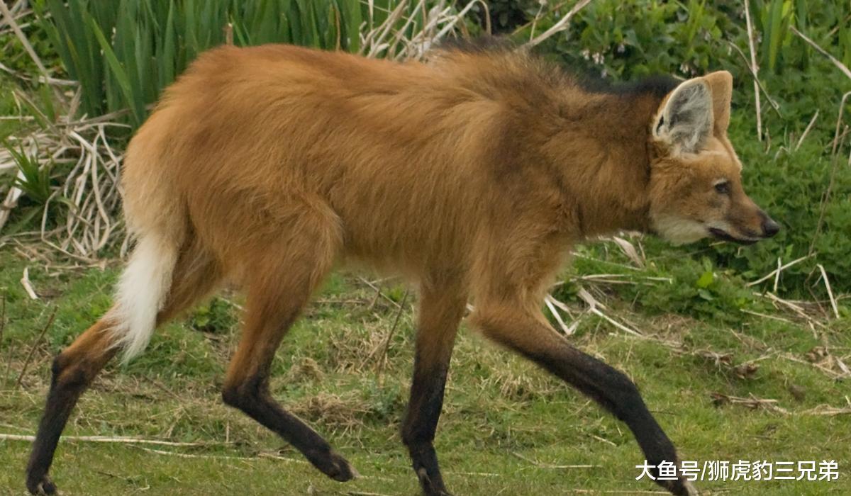 犬科动物里的另类，这种狼酷爱吃素，被吓到时会“炸毛”