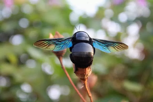 世界上最可怕的昆虫叮咬排名，由一位故意被叮咬的疯狂科学家做出