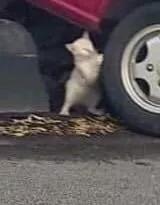 糟糕，喵星通往地球的次元壁破了