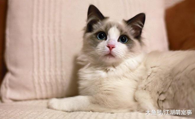 想养布偶猫吗？除了价钱高，它还有下面4个缺点