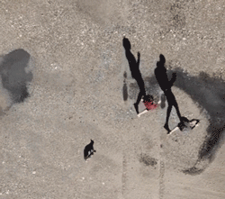 流浪猫私自闯上车被赶出，最后居然搭上顺风车，环游全欧洲