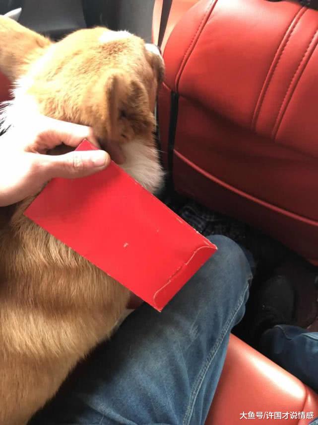 柯基被装箱子抛弃在树下，里面装有红包和纸条，拆开看后泪流不止