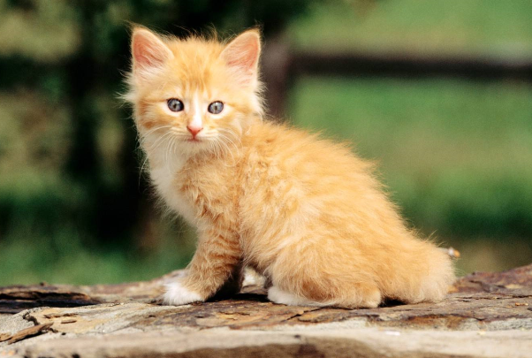 猫咪，眼睛有毛病的时候你们知道怎么治疗么？不知道就进来看看吧！