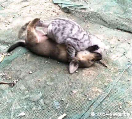 小土狗在院子尖叫，主人以为有偷狗贼，跑出去后，不堪入目！