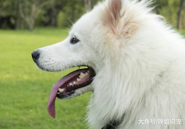 寒风刺骨的冬季, 最不怕冷的狗狗居然是这种, 让人大跌眼镜