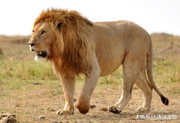 老虎為什么比獅子厲害，獅子為什么打不過老虎？
