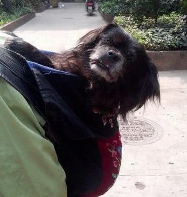 高龄老狗狗年老体弱，大爷每日背它出门遛弯，画面暖暖的让人感动