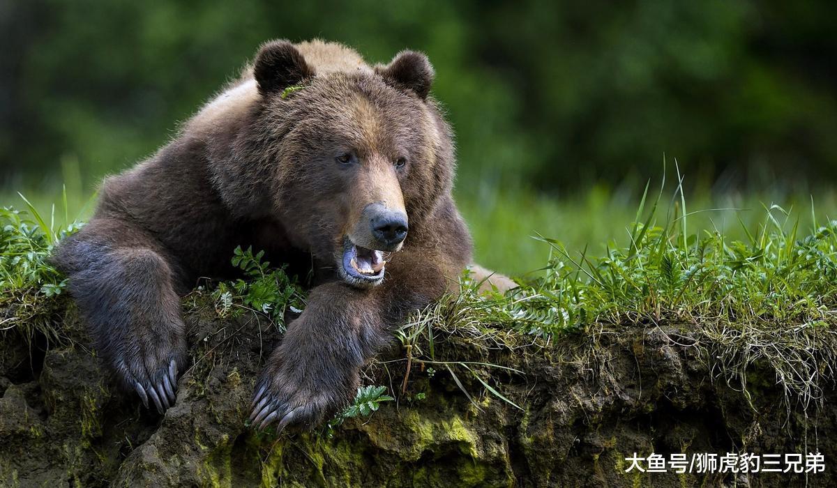 银背大猩猩能与老虎匹敌？先打赢这种排名第四的猫科动物再说