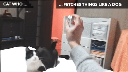 猫咪都会做啥？你想得到吗……