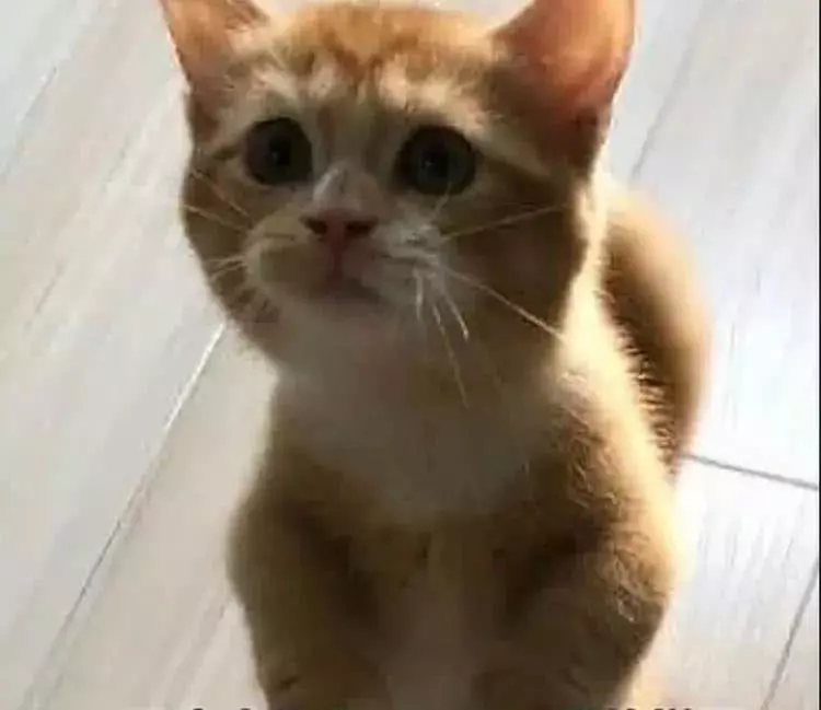 小奶猫站在主人面前，主人以为要抱抱，下一秒主人笑喷了！