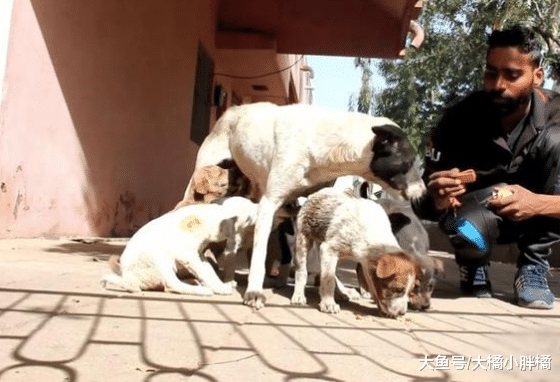 流浪小狗被人虐待，狗妈妈很害怕人类，却为了孩子还是向人类求助