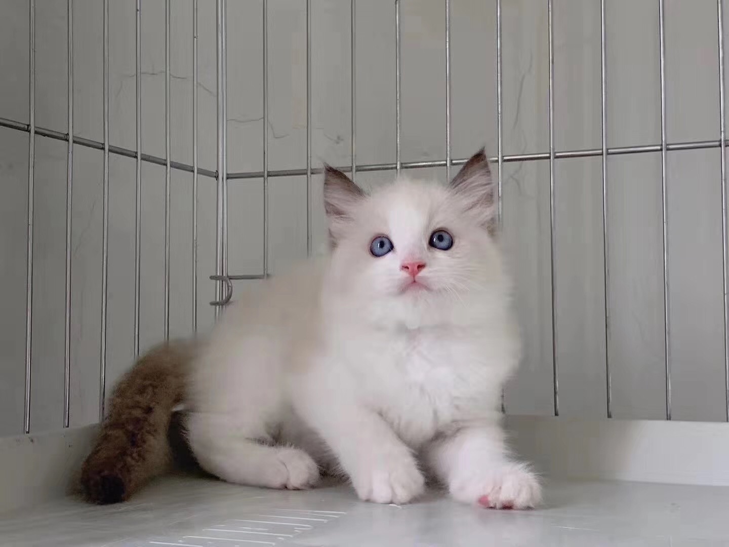 小奶猫到底可以萌到什么样？每一只都让你流口水，你值得拥有……