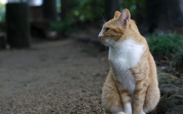 路人总被流浪猫拦下，并非体质吸引猫，改变四点习惯更易被猫搭讪