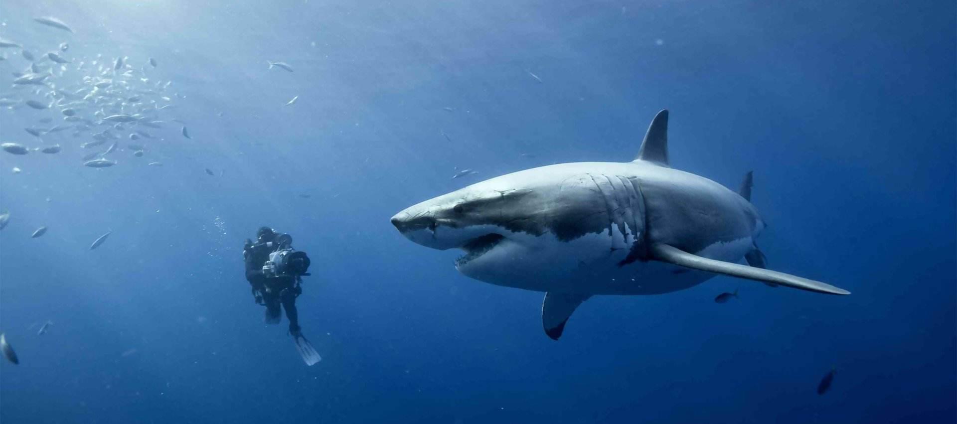 为什么鲨鱼不会攻击潜水员？难道是“不好吃”？其实原因很简单