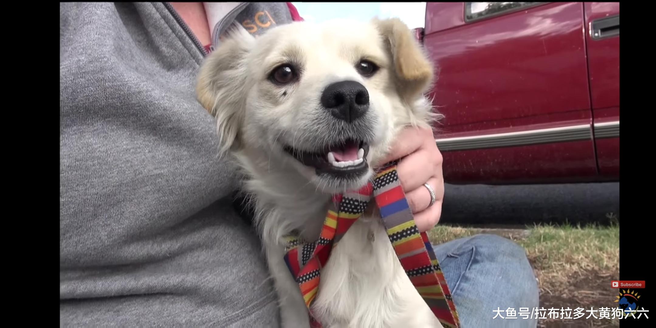 相依为命的流浪小情侣历尽艰辛，被好心人救助后过上幸福狗生