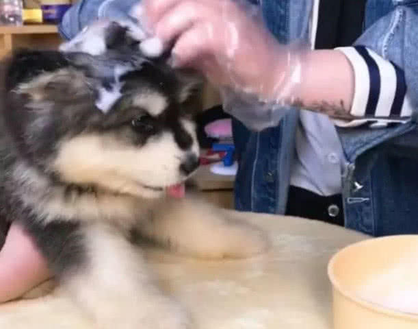 带二哈做造型，中途兽医笑惨，主人进去一看：这狗不要了