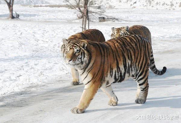什么動物能殺死東北虎，野生東北虎有多厲害你知道嗎？
