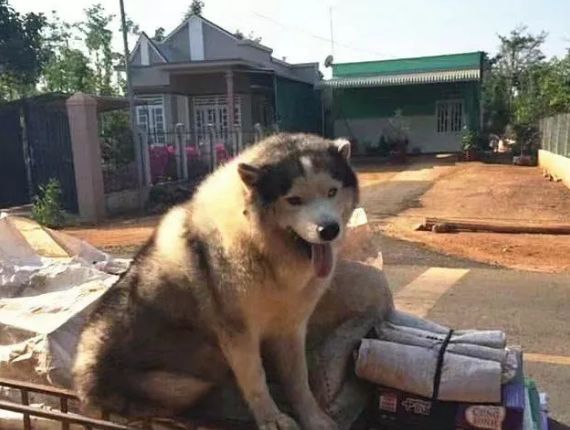 老大爷捡了只二哈，每天一起捡破烂，二哈的身材让人笑翻