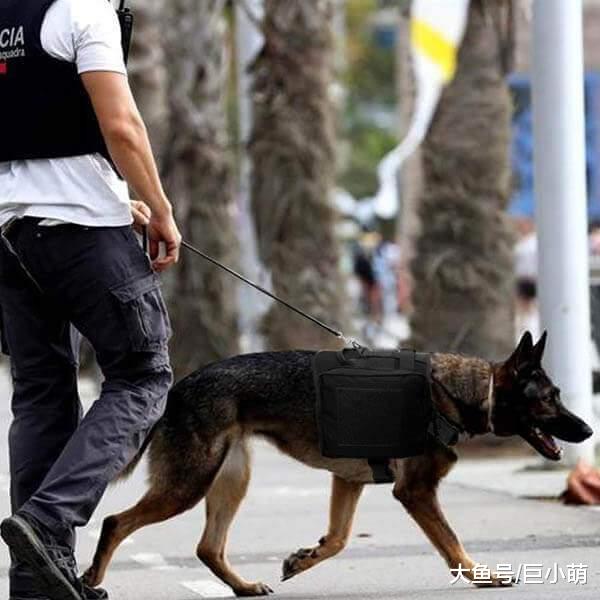 探秘中情局的警犬，能嗅出19000种危险物，每周工作60小时