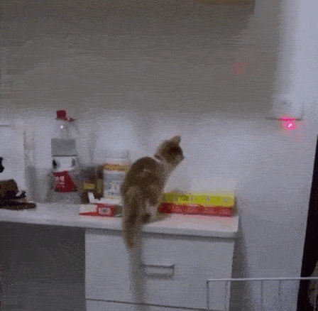 激光笔这种逗猫神器，其实你从来没用对过！