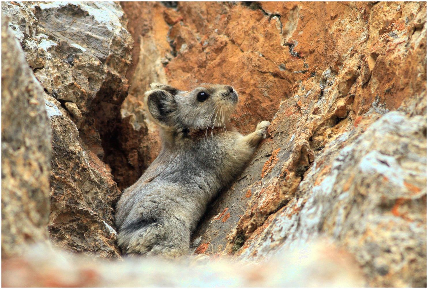 这种兔子只有我国才有, 36年前才被发现, 外国人说它是精灵