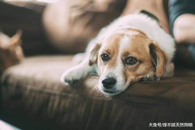 為什么不能隨便拉扯狗狗的尾巴，5個嚴重后果，可能會導致癱瘓！