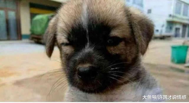 男子花费两百元，购买了一只“天眼狗”，网友们看后却不淡定了！