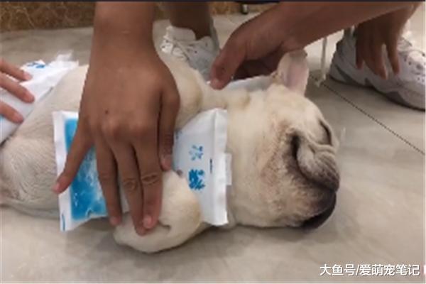 法斗贪玩后中暑，结果因敷冰袋而走红，狗狗：我真是太难了