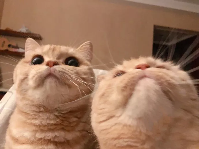 像不像你和你对象的自拍 ??？