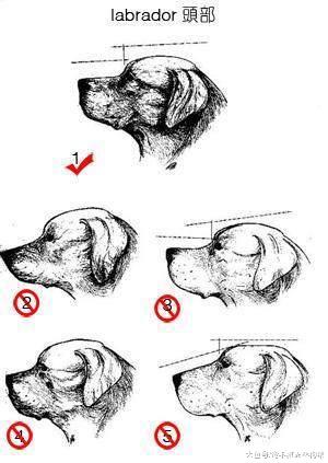 金毛和拉布拉多傻傻分不清？你可以从这7点区分开它们