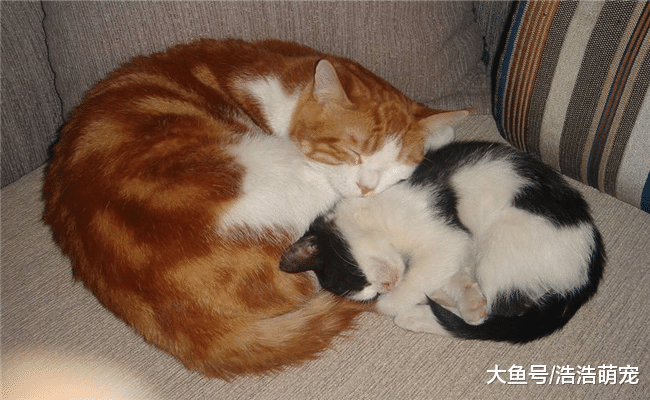 养猫后，宠主还有自由吗？网友说出实情后，你还要养吗？