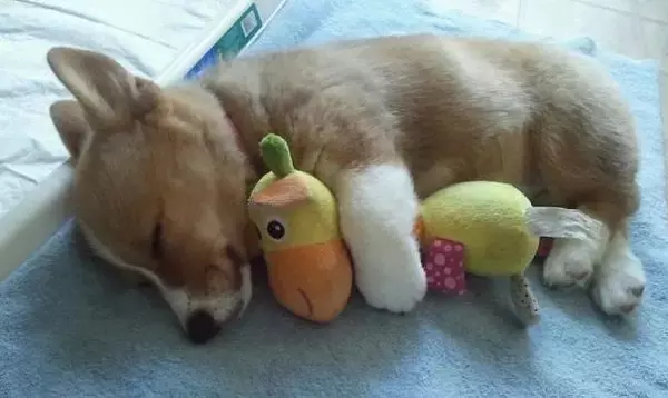 抱著毛絨玩具睡覺的萌寵們