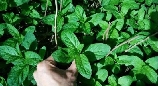 床垫用久了“螨虫”成窝?不用晒!只需2片叶子,螨虫自动消失