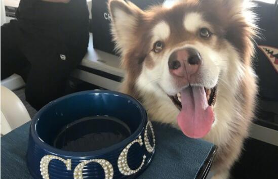 王思聪养阿拉斯加、霍思燕养贵宾，明星都养什么狗狗