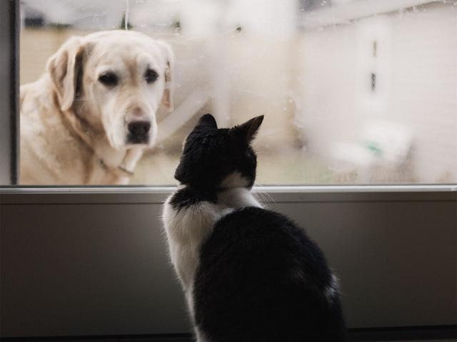 狗狗看到猫咪就想追？主人不想天天猫狗大战，只需掌握这3个方法