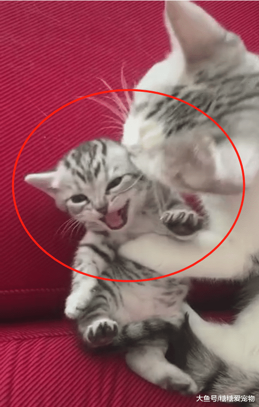 小猫被猫妈强行“舔毛”，一脸生无可恋，猫：我想逃，却逃不掉