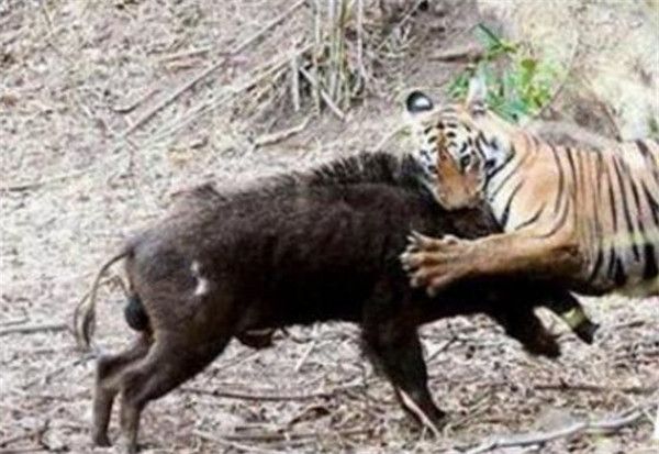 强悍的野猪不幸遇到老虎 被老虎戏耍后再开吃