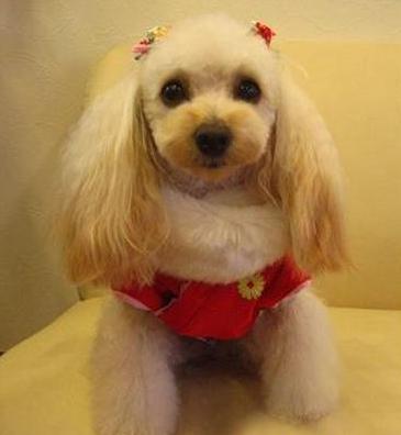 你的狗狗适合穿衣吗？在给狗狗穿衣之前，主人要注意什么？