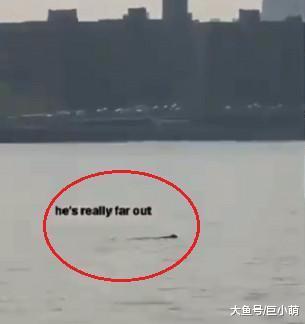 一男子在桥上庆祝生日，在见到河里有狗狗溺水，果断跳桥救狗