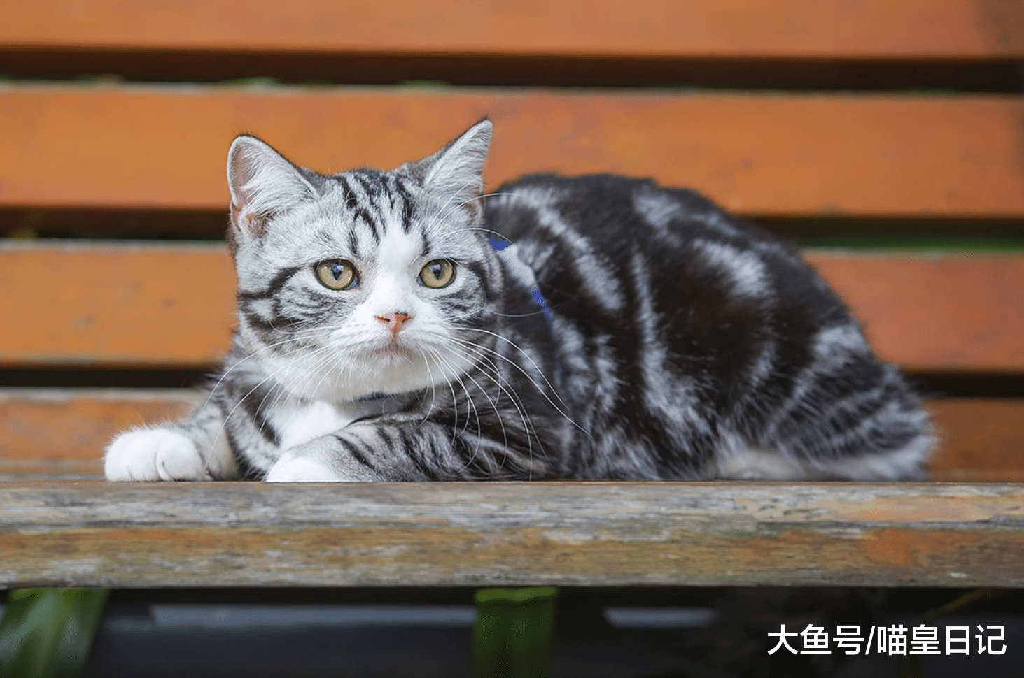 鏟屎官公認的最好養的五種喵星人，看看你家的貓咪上榜了沒？