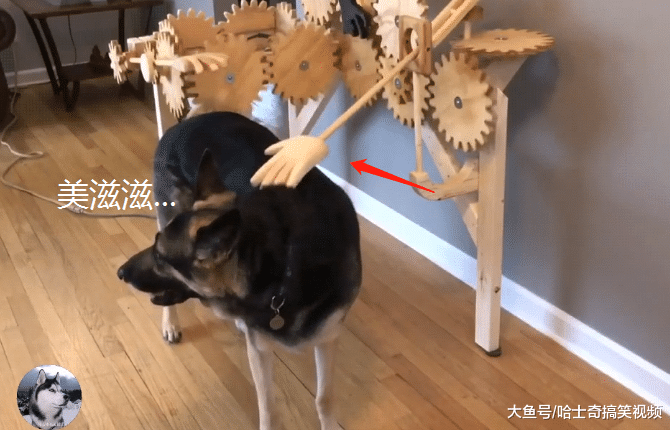 男子自制“撸狗”机器，德牧还以为是主人，网友们纷纷点赞
