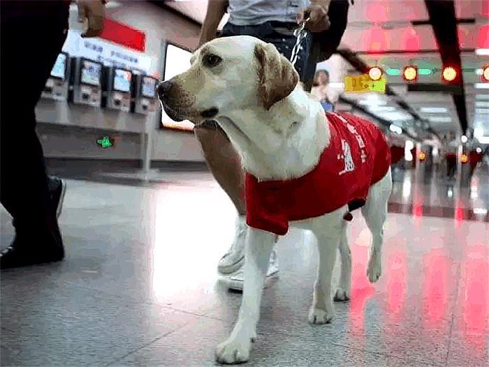 合肥首只导盲犬上公交受委屈，宠物犬与工作犬的区别你知道多少？