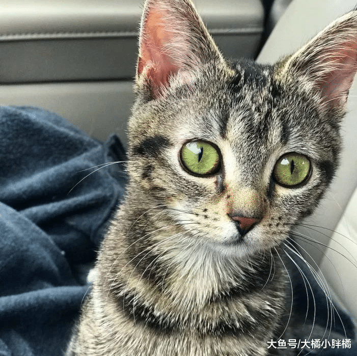 小猫身患重病，为了活下去一直斗争，现在永远是2个月大的身材