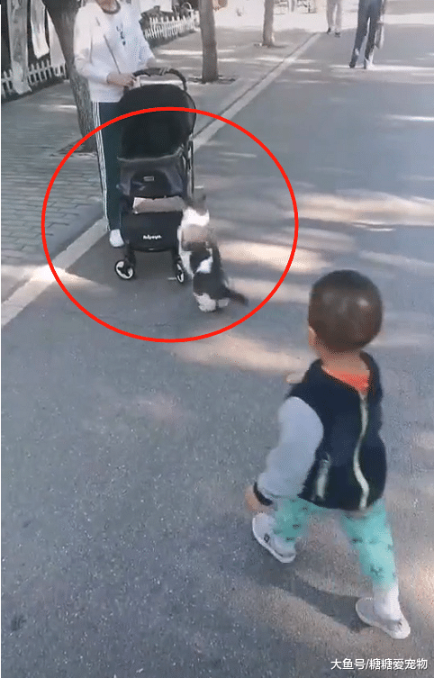 小男孩想和猫咪玩，猫咪却跳上婴儿车走了，猫：谁还不是个宝宝？